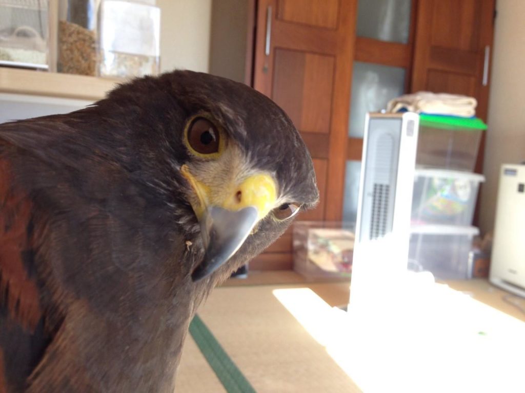 猛禽類トリオ 鷹と鷲（ワシ）鳶（トビ）の違い その独自の狩猟スタイル | ハリスホーク