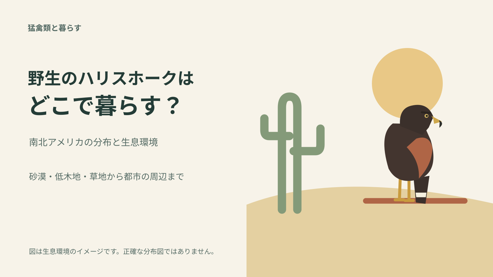 野生のハリスホークはどこにいる？分布と生息環境を知るを表すオリジナルの模式イラスト。実写ではありません。