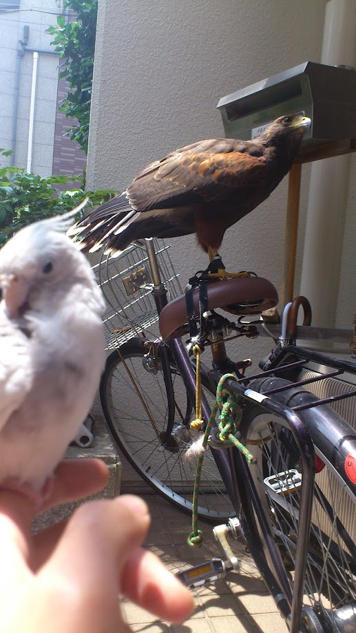 手前の指にとまるオカメインコと、奥の自転車のサドルにとまるハリスホーク